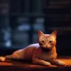 Stray